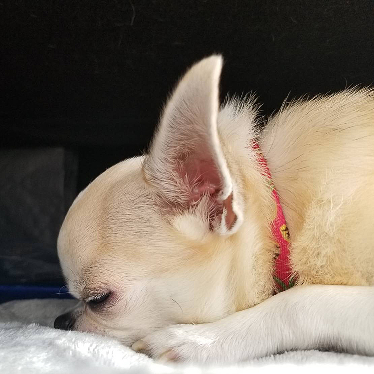 お昼寝気持ちいいワン😊🐶
