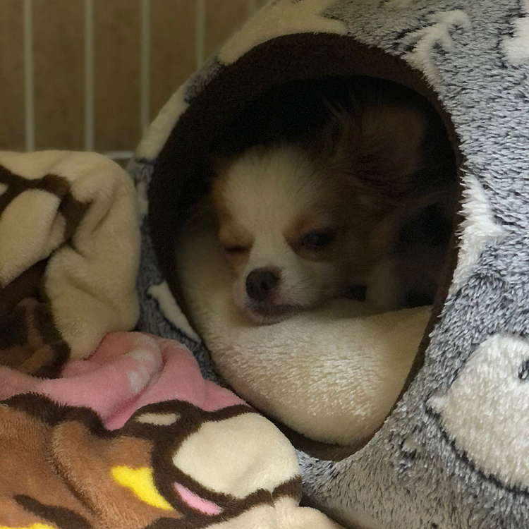 小春は…起きませんッ🐶💤
目は開けるけど微動だにしない🤣
寝る子は育つってホンマやなぁ🎵
あんなにチビやった子が、もう3kgなったもんなぁ☺️