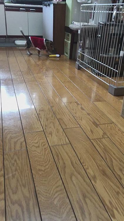 くわえたと思ったら…そのままダッシュ💨🐶🧢
まだあちこちでオシッコしてしまいます🥺