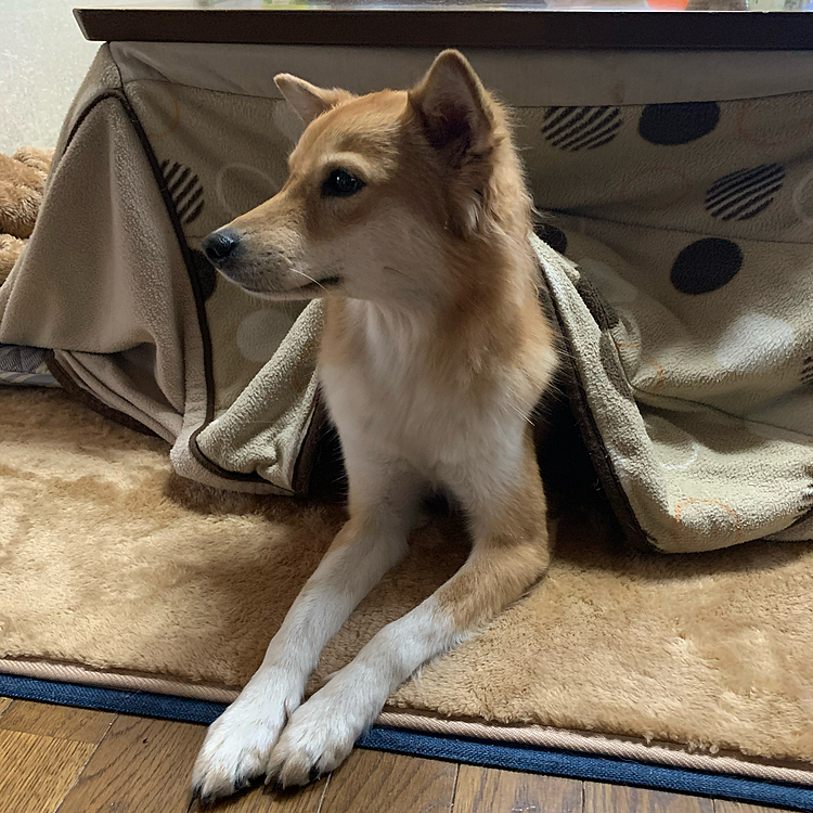 こんばんは🐶
コタツ犬ララです😆
夜もコタツを消した後の温もりに浸って😴
