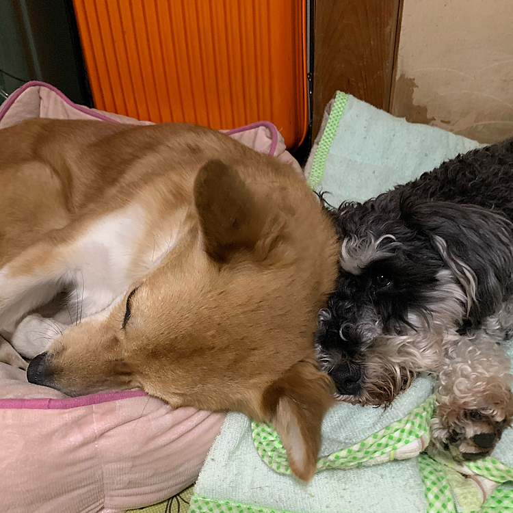 今日も仲良しなララ、サンでした〜💕