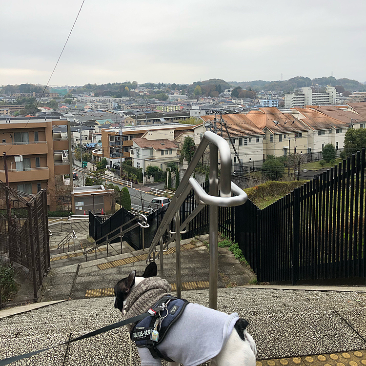 今朝は薄曇りでお日様もなく肌寒い朝でした。
まろはスヌードをつけてのお散歩でした😀