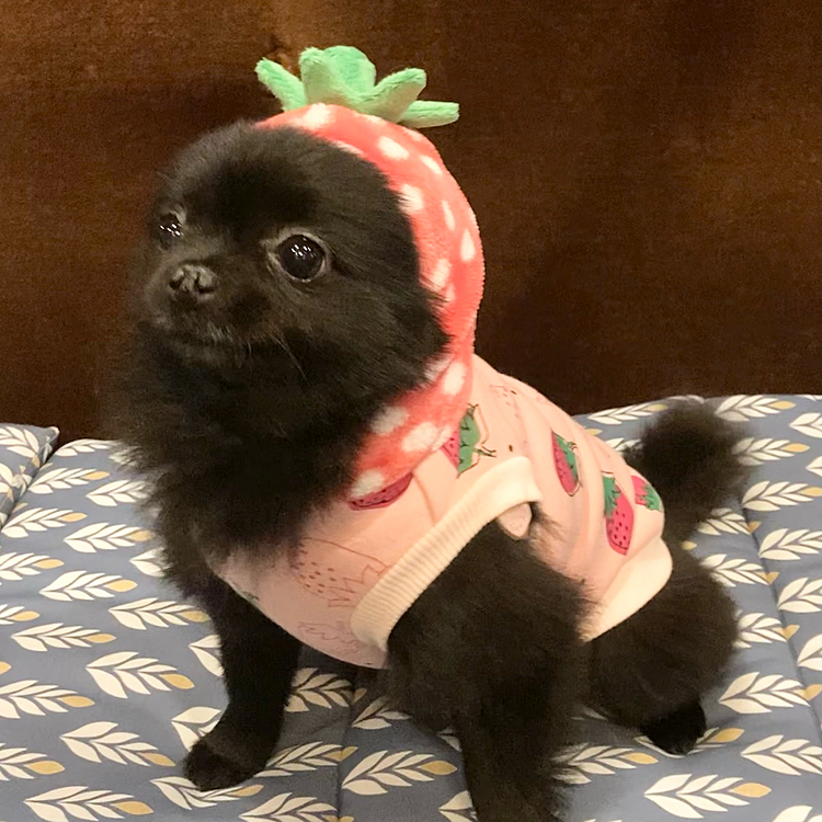 いちごうに🍓
どこぞではいちご煮ってのがあって、いちごではなくウニが入ってるそうで( ´•௰•`)
まあ当たらずとも遠からずということで
(*´艸`)