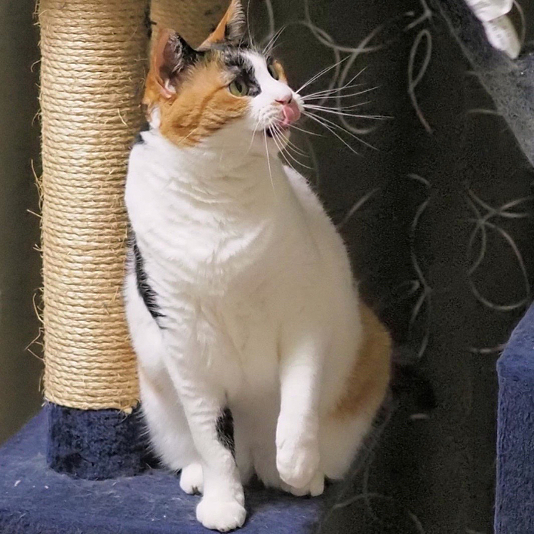 ベロンチョ