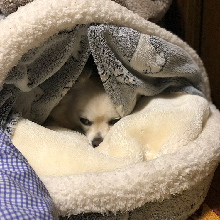 おはようございます😄
今朝は小雪もドーム型ベッドの中からおはよう🎵してました🐶