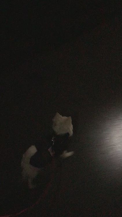 もちろん、お散歩も元気いっぱいしてきましたよ🐶🎵
今朝も小走りルンルンで調子いい感じ✨