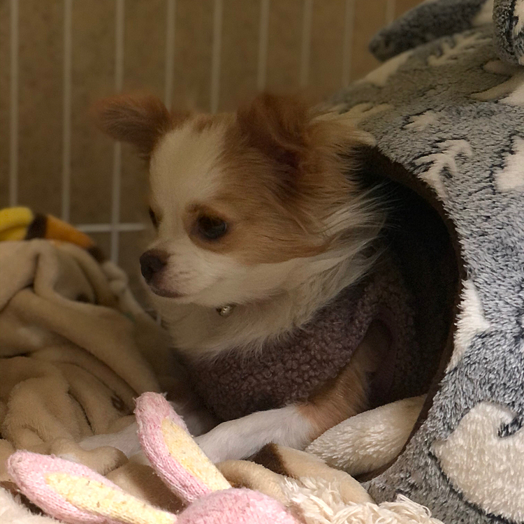 小春はまだネムネム💤🐶
いつもの事やけど🤣