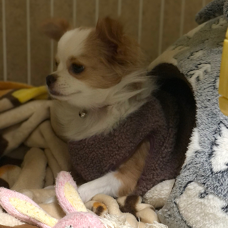 ものすごく微妙やけど…
ちょっとずつベッドから出てきます👍🐶
テレビから出てくる貞子かッ‼️🤣