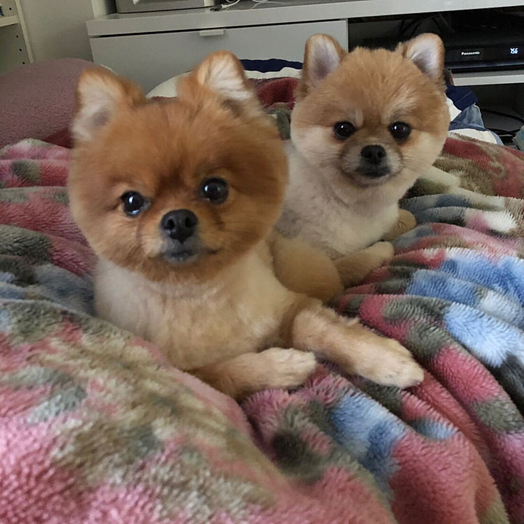 ぽこ☆ちくの投稿