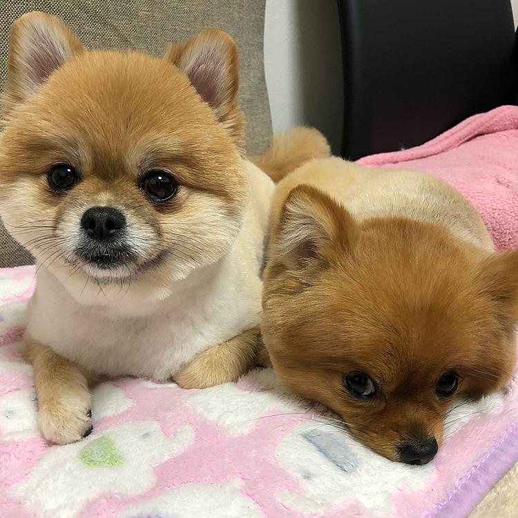 角刈りで寿司職人風カット

冬だけど

寒いけど

ワイルドだろぉ～ぉ💪