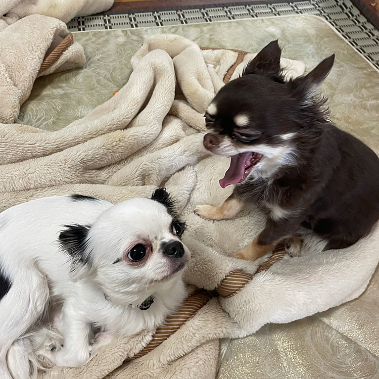 大あくび
失礼　おはようございます