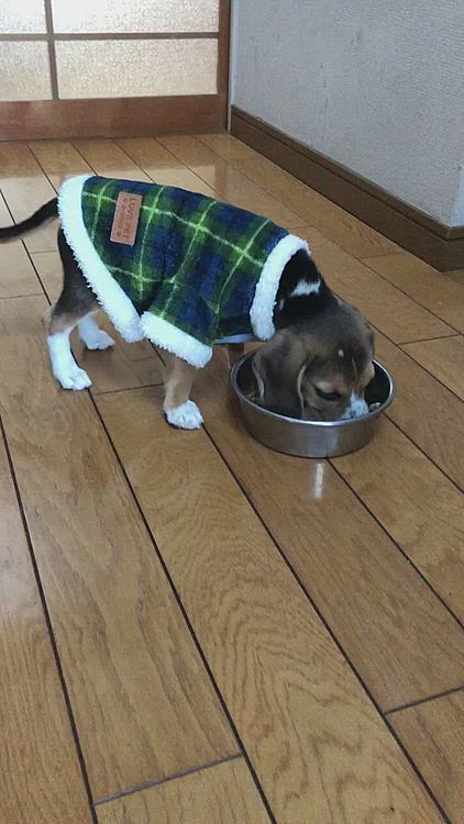 後ろ足、少し浮いてるね😅