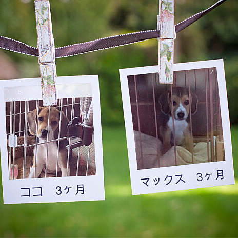 追加
比べてみるとココの顔が大人っぽく見えるかな🐶🐶😊