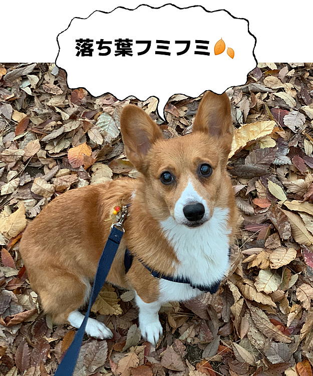 こんばんは⭐️
今日は定時ぴったりに帰ったので、まだ明るいうちにお散歩に行きました☺️
いつもの公園ですが、もう冬の匂いがしました💦