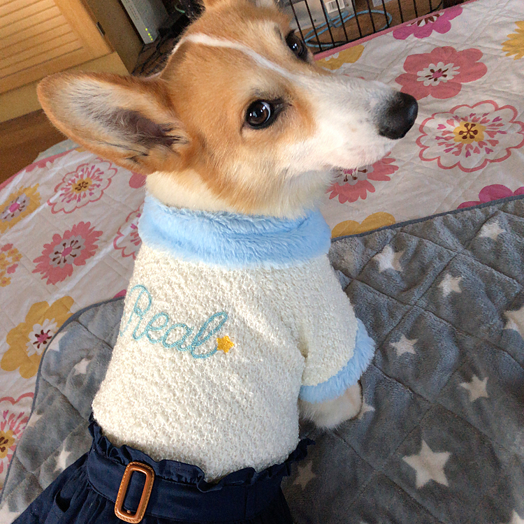 寒くなってきたので、お洋服復活😍
まある子ちゃんになりまちた❤️
おかーたん、ボクたんのご飯買いに行ったついでに千円で買ってきたらしいよ🤣
