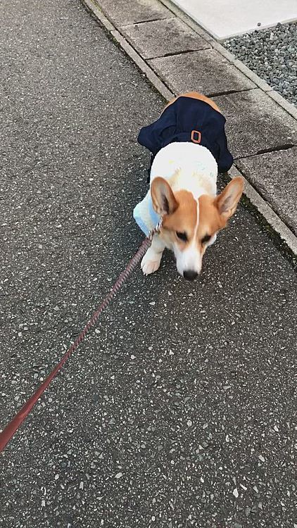 ボク、あっちの道行きたいんだけど？😊
ねー？あっちの道だってばぁ🌀
でもおかーさんにシカトされまた歩き出したまあるでした🤣笑笑