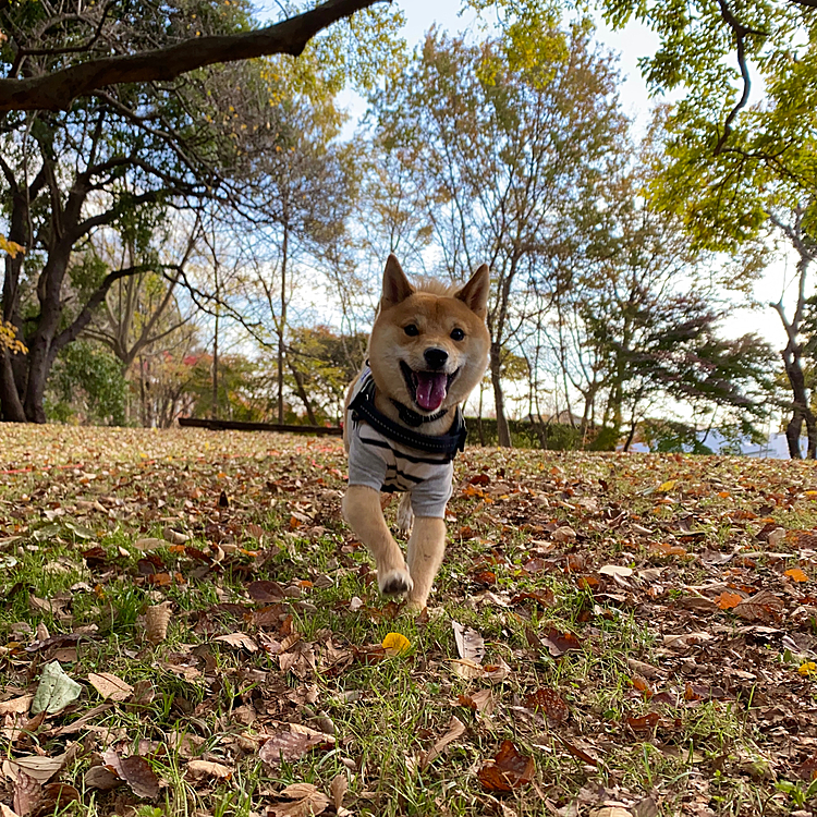 2020,12,04
今日は少し遠くの里山公園へ行って来ました😊
