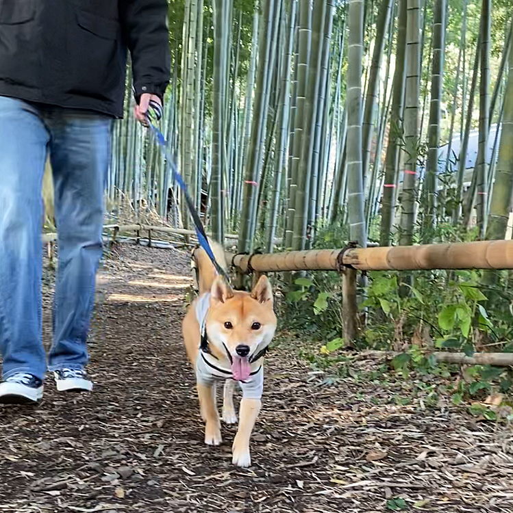自然いっぱいの道をたくさん歩きました🐾
いつもと違うお散歩道も楽しそうです✨