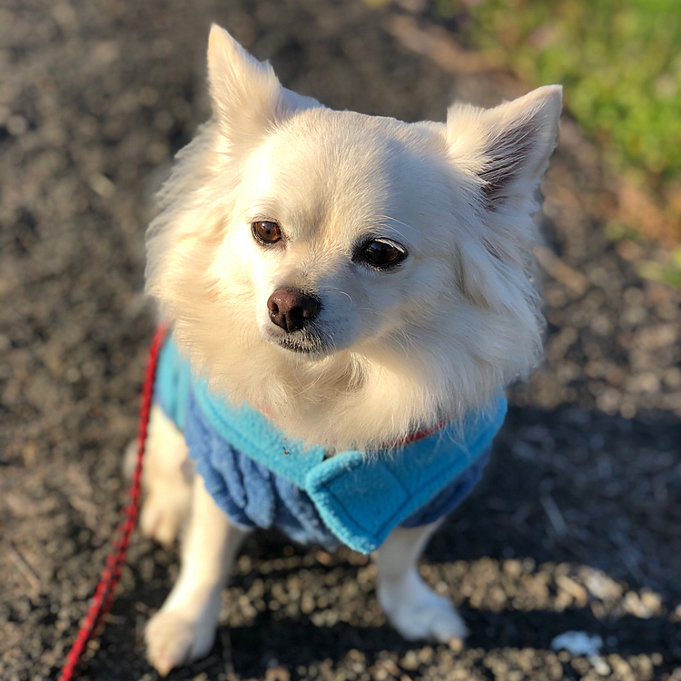 おはようございます☀
小雪は今朝も元気いっぱいお散歩してきました🎵🐶
いつも朝暗い時間帯にお散歩やから、いいお天気のお散歩は爽やかでいいね✨