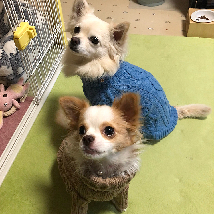 小春…セーターちょっと大きいよね❓🐶
起きたら、遠山の金さんになってたもんなぁ🤣