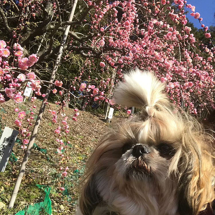 梅のお花
いい香りだね🌸