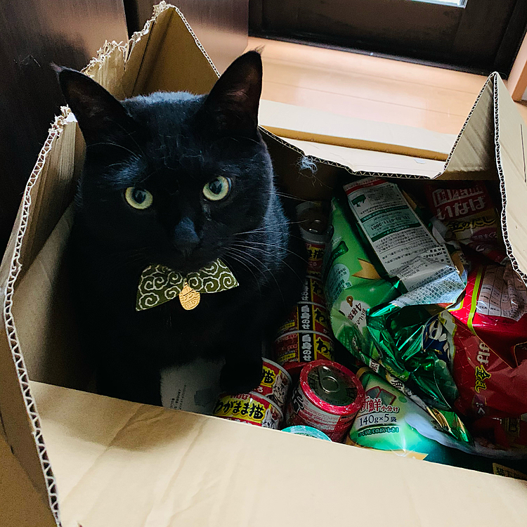差し入れキター！(=^x^=)