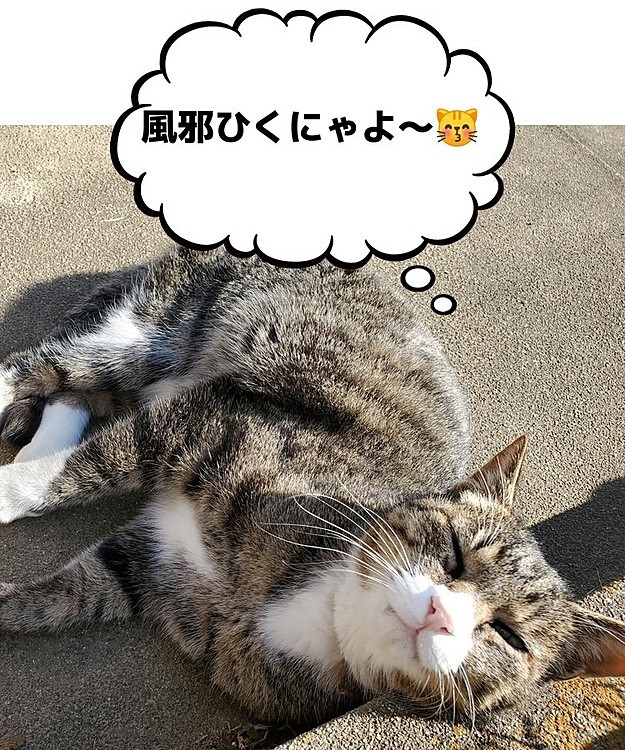 今日は暖かかったですね…🌤️
日向ぼっこ中の、トラ兄やんより、コメント頂きました。