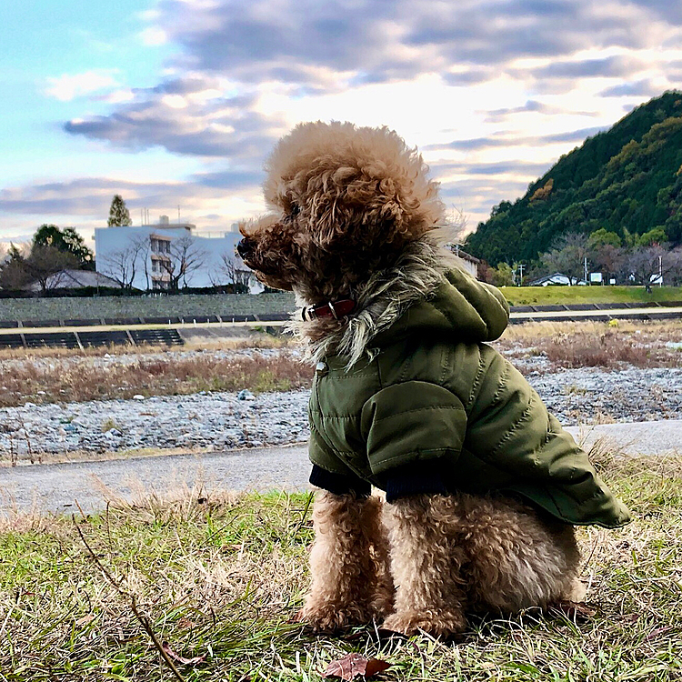 2020-12-6

以下同文でございます🙇‍♂️