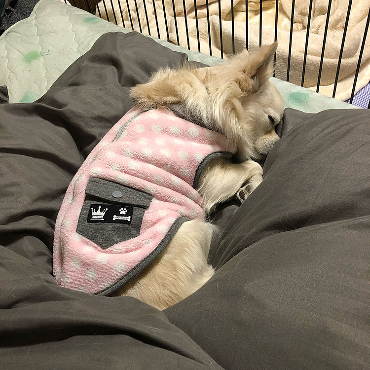 おはようございます☀️
今朝は小雪もネムネム💤でした🐶
掛け布団が動かん理由はこの重量のせいだったのね💦

