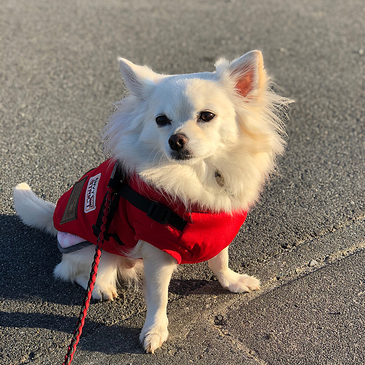 お天気いいからお散歩もゆっくり楽しめたね🎵🐶
