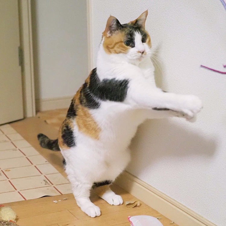 アタックパンチにゃ
