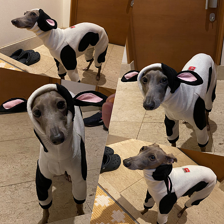新しいお洋服🐄