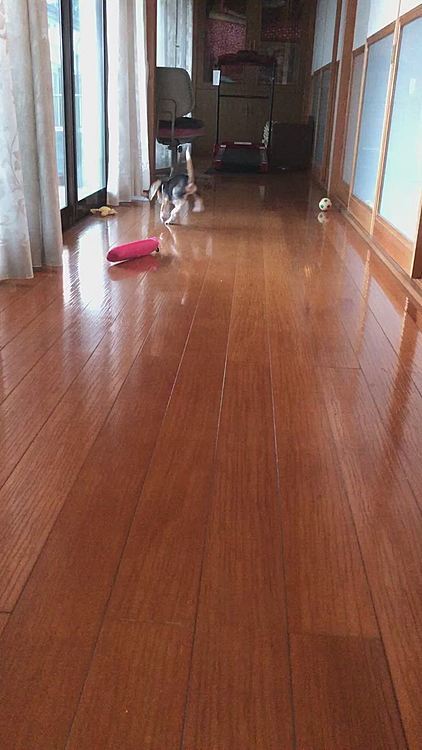 初めて廊下に行ったら、あちこちでおチッコしちゃいました😩
まだまだだね〜🐶🧢💦
