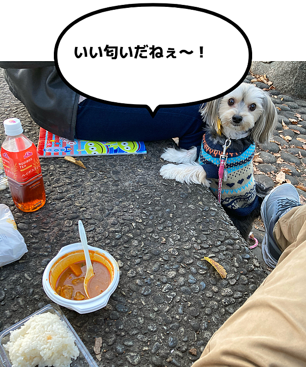 投稿をサボって、久しぶり。
デイジー🌼元気です。
久しぶりに近所の高台のスポーツ公園へ。
途中のインド🇮🇳カレー屋でカレーランチを買って、公園だ食べました。
人間でもよく匂うので、ワンコにはものすごくカレー臭でしょうね。
お散歩してかえりました。