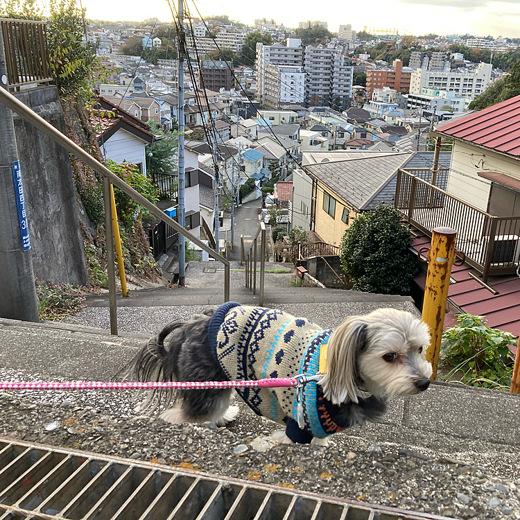 高台だから来る時は階段を登ってきました。
頑張ったね。