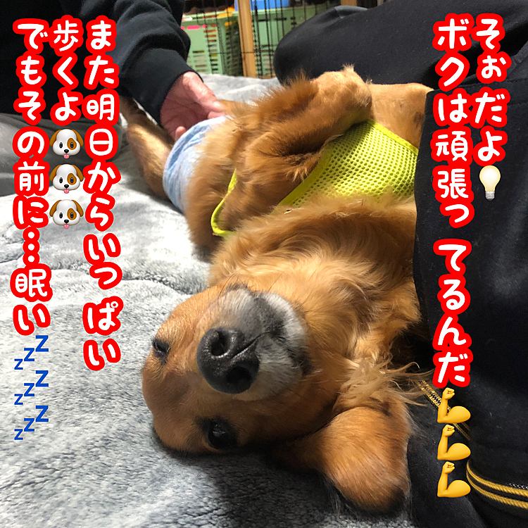 今日1ヶ月振りにお医者さんに検診してもらいに行ってきて､先生にベタ褒めされてきました(ღ♡‿♡ღ)
滑る床の上でもかなり腰が浮いて2.3歩歩けてたのに先生もビックリしたみたいで､「感動しました（人´∀`*）」って言ってもらいました｡
また褒めてもらえる様に頑張ろうね( ´﹀` )