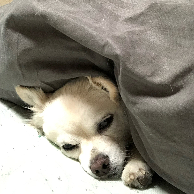 おはようございます😄
小雪、今朝はネムネム💤です🐶
お布団からなかなか出られずにまったり💕