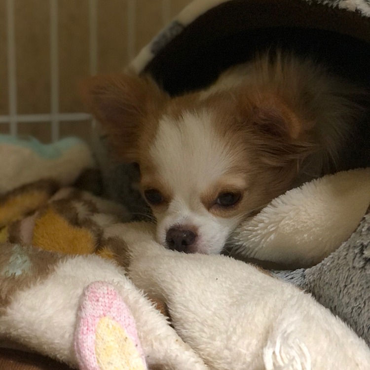 小春はもちろん今朝もネムネム💤🐶
いつも安定の寝起きの悪さです🤣