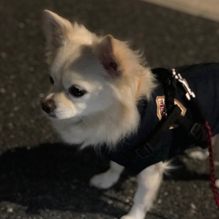 小雪はお散歩してきました🎵🐶
朝早くてお友達には会えないけど、小走りルンルン🎵してきました✨😊