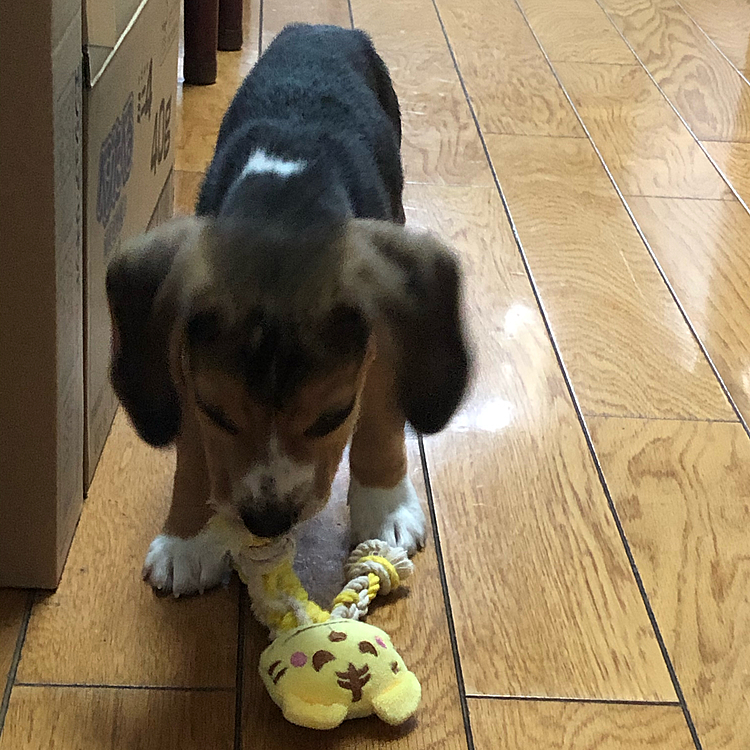 2020.12.7(月)
今日も元気にわちゃわちゃマックス🐶🧢