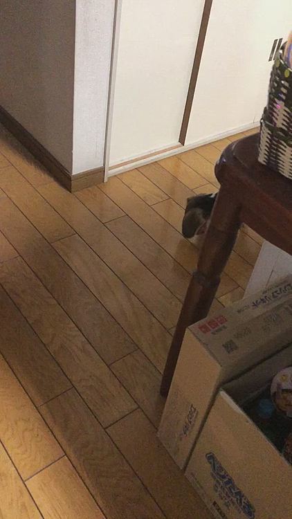 昨日の夜、動くボールに少しビビったみたい😅