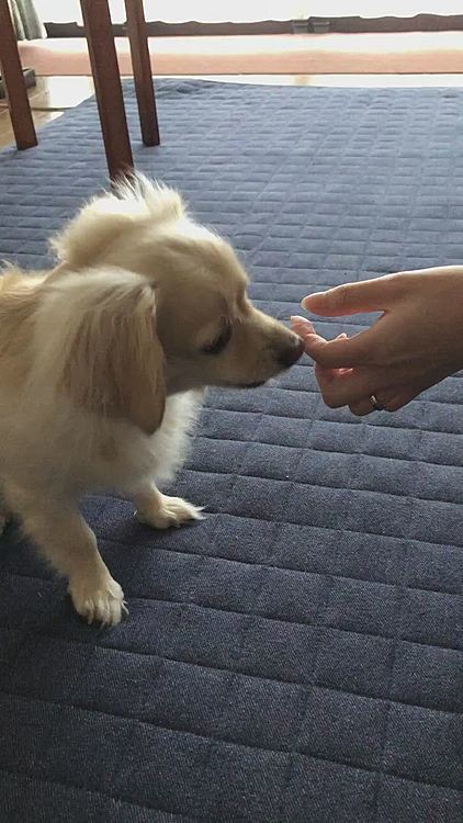 お姉ちゃんから、お芋🍠をもらいました😋
🍠の為なら、何回でもオテをします😆
