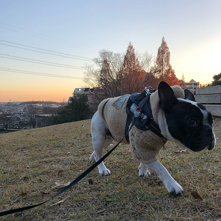 今日は十分日があるうちにお散歩行けそうだったので、近くの大きな公園まで行って来ました😀