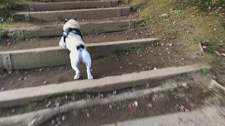 斜面の登り下りはいいトレーニングになります😆
