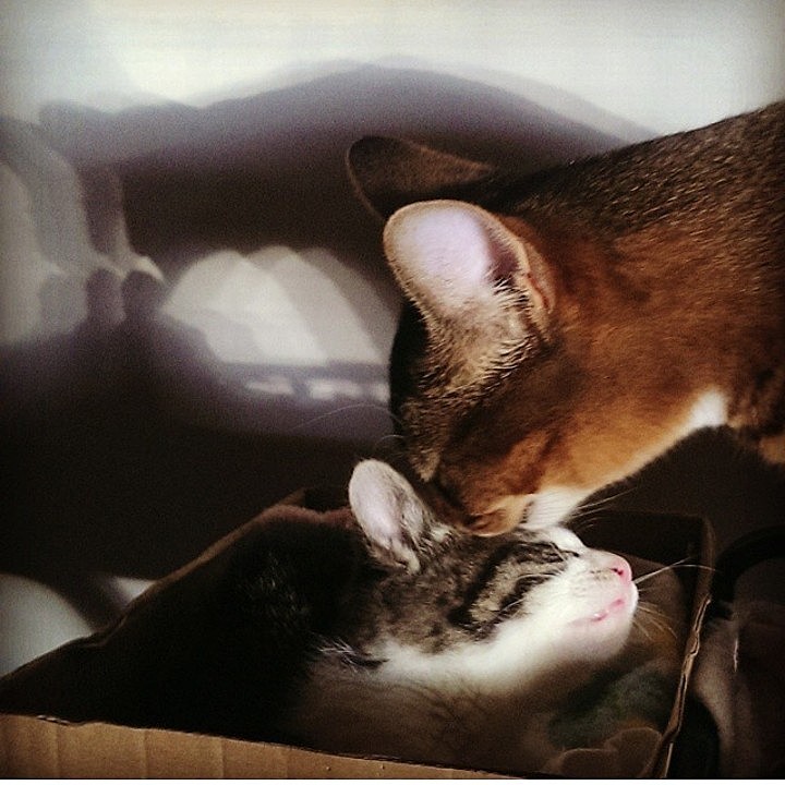 猫達の血の繋がりとか関係なく家族として迎え守ろうとする姿にはいつも感動してしまいます。過去写真ですが宝物です🥰
