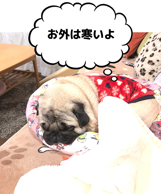 暖かくして爆睡💤
ハナタレです🤣