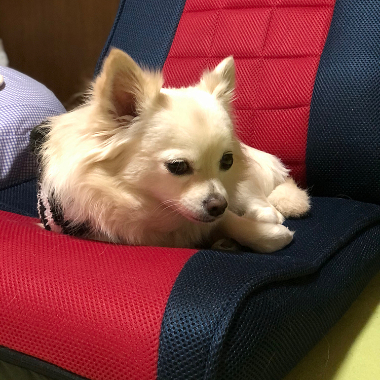おはようございます☀
小雪は起き抜けでボ〜っとしてます🐶