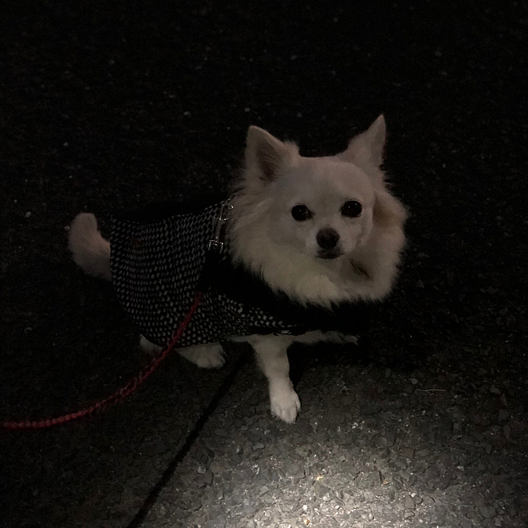 今朝も元気いっぱいお散歩してきたよ🎵🐶
小走りルンルン🎵炸裂してきたね😆