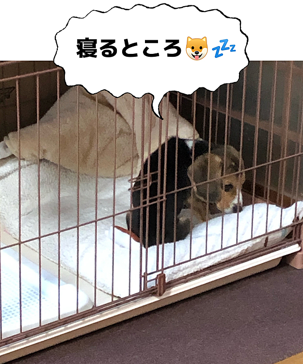 2020.12.8(火)
おはよう❣️ご飯🍚食べて眠くなったマックス🐶🧢