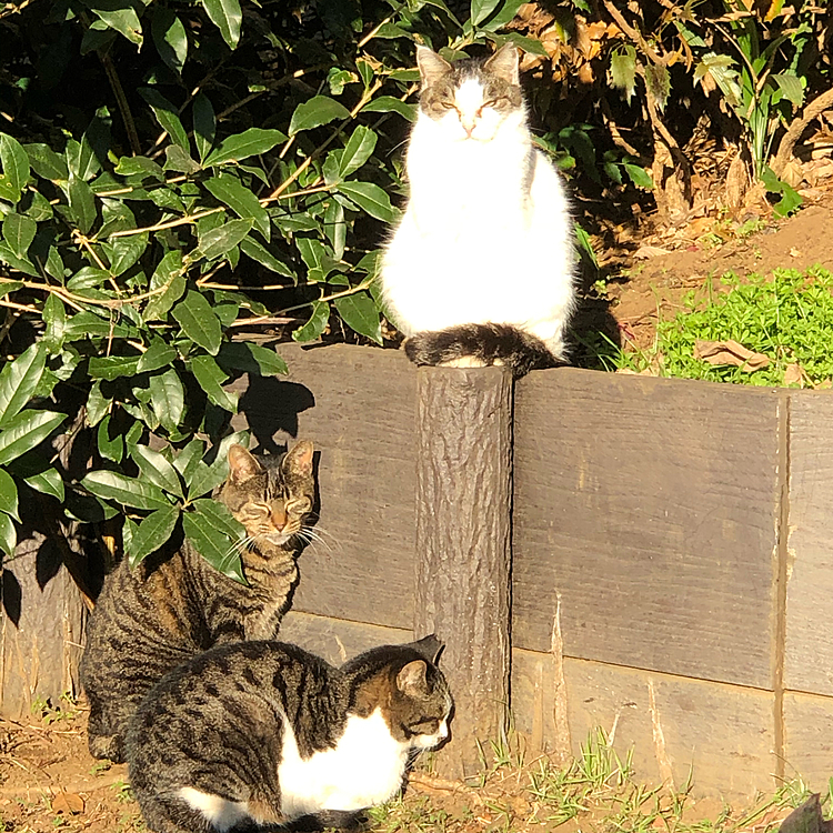 次男と別れてニャンコ街に入ると、ニャンコ達が会議してました😆